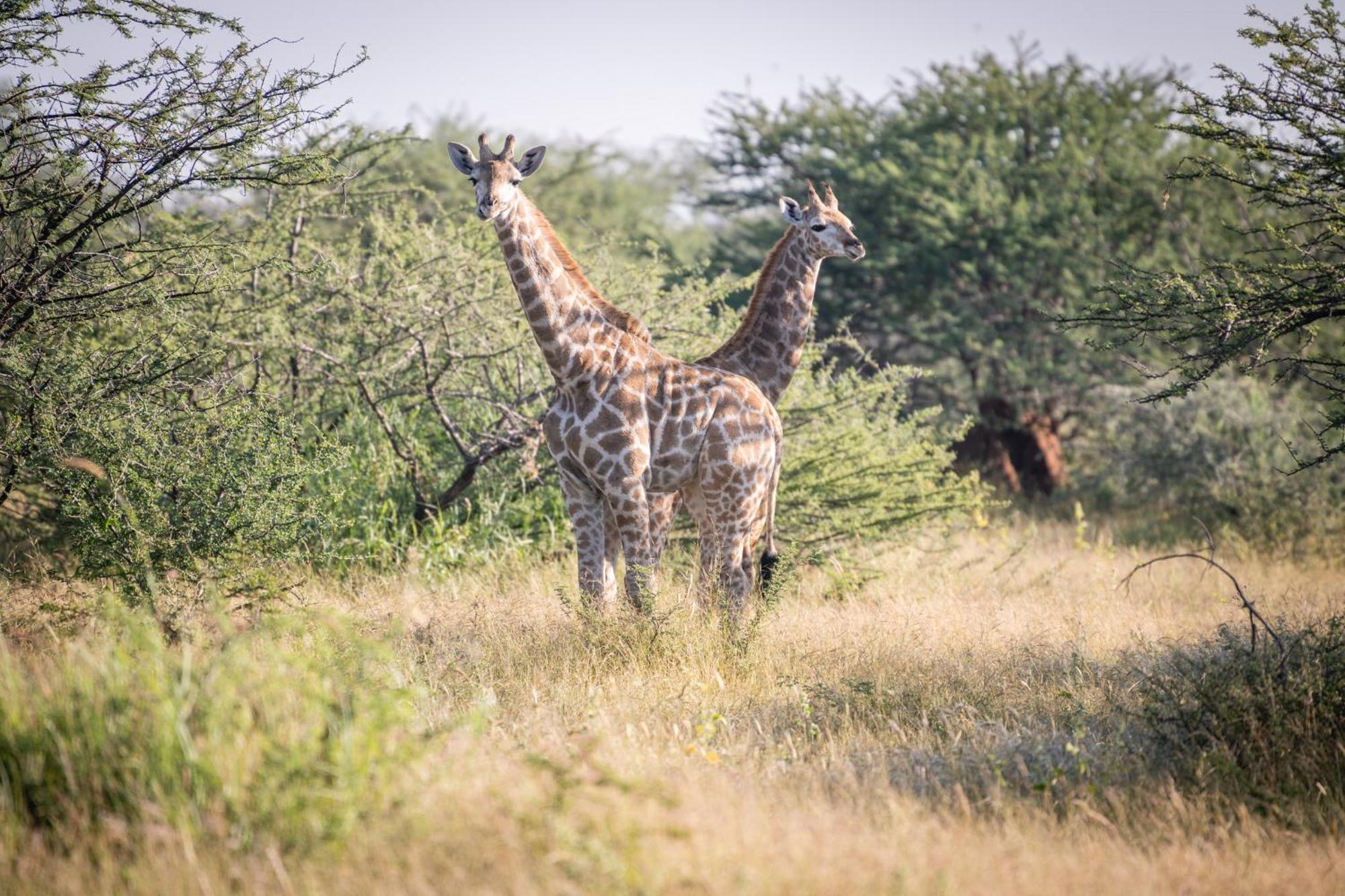 Frans Indongo Lodge Очиваронго Екстер'єр фото